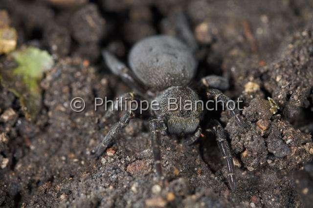 Eresidae_5927.JPG - France, Araneae, Eresidae, Araignée coccinelle (Eresus kollari), femelle, Ladybird Spider